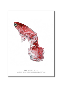 Pisces, Fisken, personlig stjernetegnsplakat med navn, Kunstplakat malet af billedkunster Joanna Jensen. 