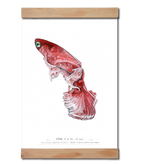 Indlæs billede til gallerivisning Stjernetegnsplakat fisken pisces malet i akvarel af Joanna Jensen
