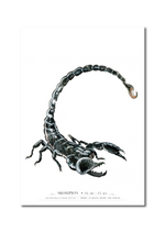 Indlæs billede til gallerivisning Skorpion stjernetegnsplakat, malet i akvarel
